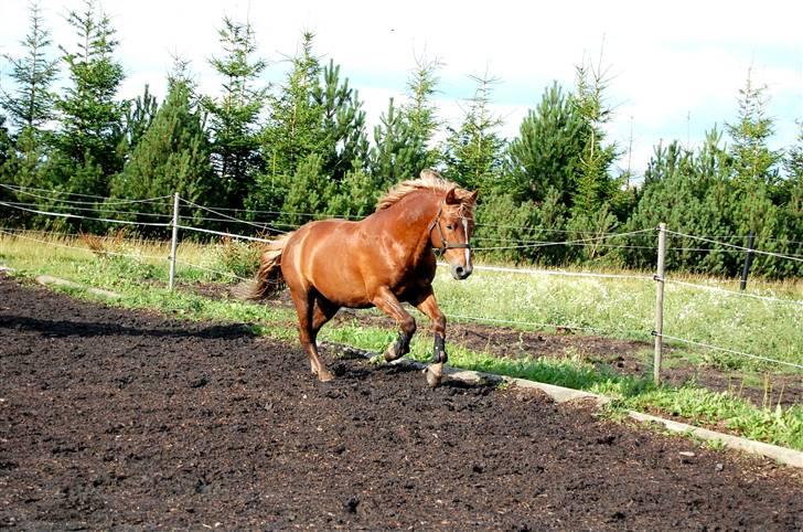 New Forest Fencer Blue Skønager - NYT Fencer den 25 juli en dejlig frisk galop :D billede 7