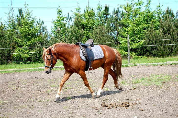 New Forest Fencer Blue Skønager billede 9