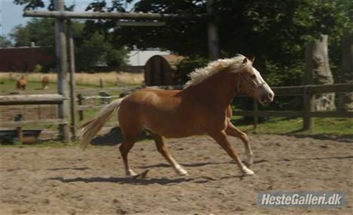 Haflinger Alladin. - Jeg er friii!! billede 18