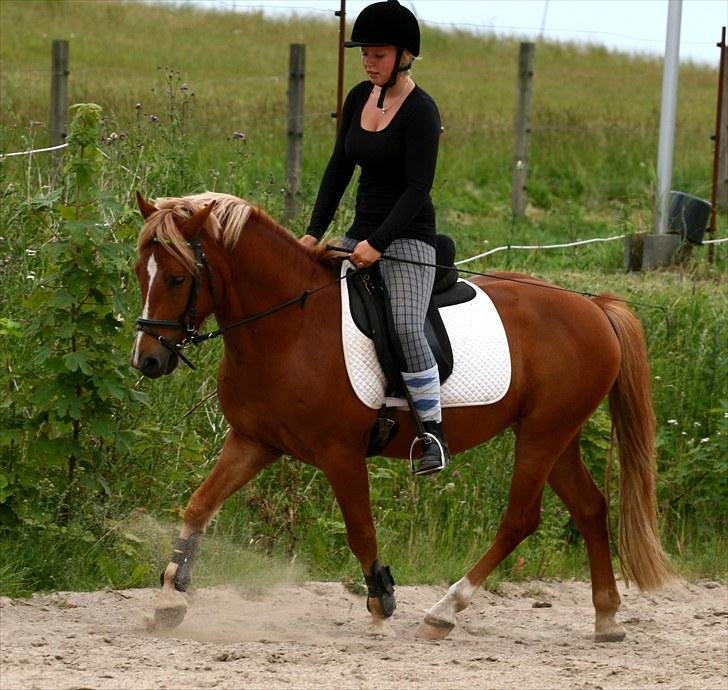 New Forest Fencer Blue Skønager - Fra den 8/7-10 Af Camilla Rosenlund/CR-FOTO billede 10