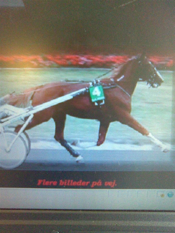 Traver Gallo Derm - da gallo løb travløb billede 11