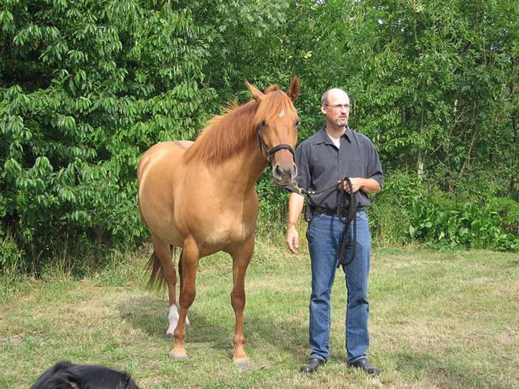 Mustang Emmy Lou - Min første Mustang hoppe - Emmy Lou billede 1