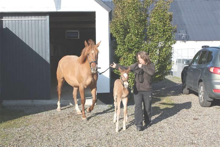 Mustang Emmy Lou - Dagen efter fødslen - ude første gang billede 5