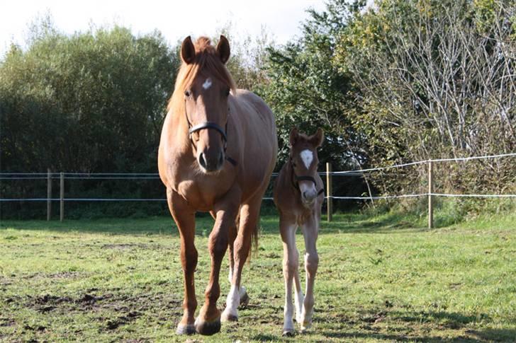 Mustang Emmy Lou - Man skal ikke for langt væk fra sin Mor billede 7