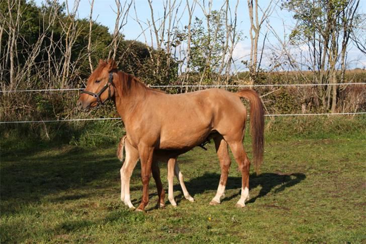 Mustang Emmy Lou - Nu skal der tankes op til nye opgaver. billede 8