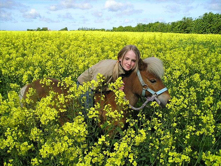 Shetlænder Ildka billede 3