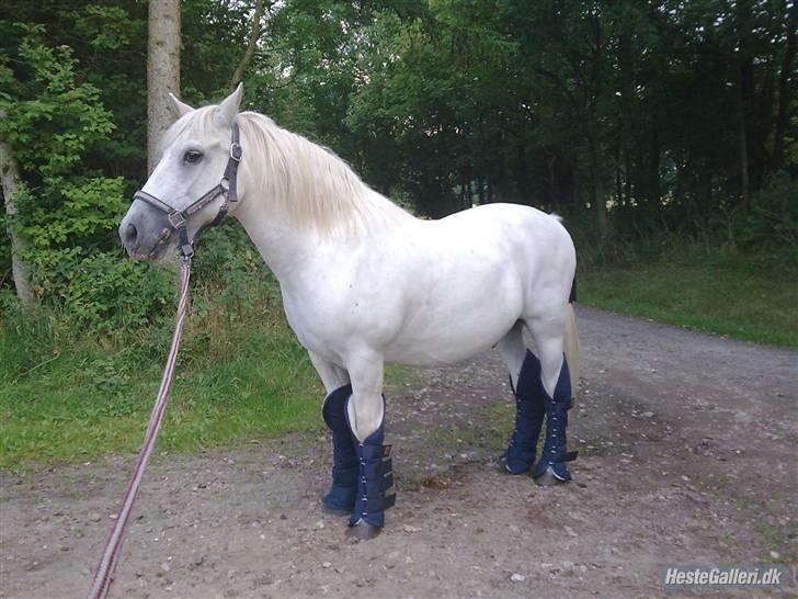 Anden særlig race Pretty White Star - Velkommen til min dejlige Pretty(Star)<3 billede 1