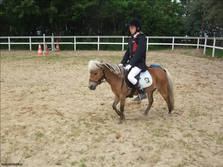 Shetlænder Ildka - D. 14-06-2009. billede 4