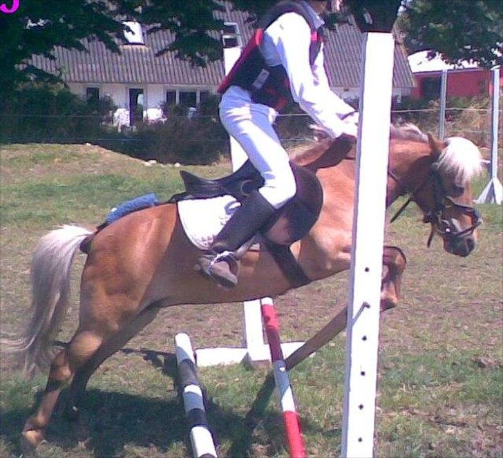 Shetlænder Ildka - Et rigtig makker par, gammelt billede fra 2008. :-) billede 5