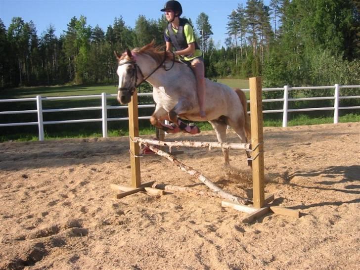 Knabstrupper Hilde Ætsted - 1: Velkommen til profilen til ponnibabyen min <33 Her flyr vi over 80 cm uten sal og uten sko ^^, billede 1