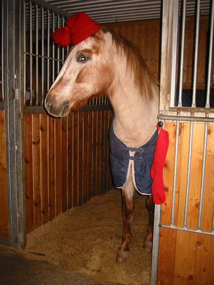 Knabstrupper Hilde Ætsted - 2: Hilde med nisselua mi <3  : ) billede 2