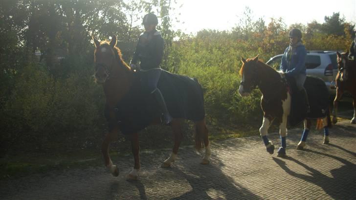 Anden særlig race Lord Castao "Dumle" - igen Tina hvorfor skal du hele tiden tage billder :p billede 5