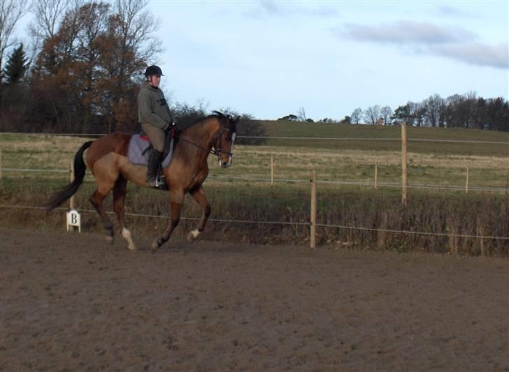 Dansk Varmblod enghaves madame chelsea - chelsea og jeg i fuldendt galop billede 2