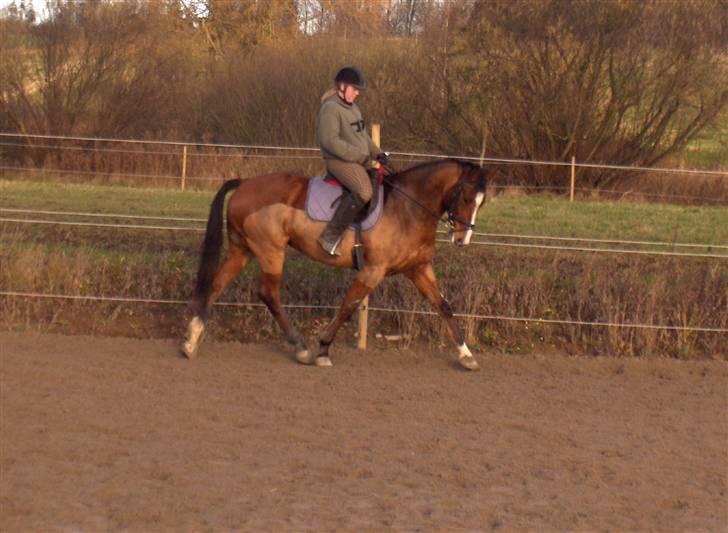 Dansk Varmblod enghaves madame chelsea - ja sidebevægelser kan vi også billede 3