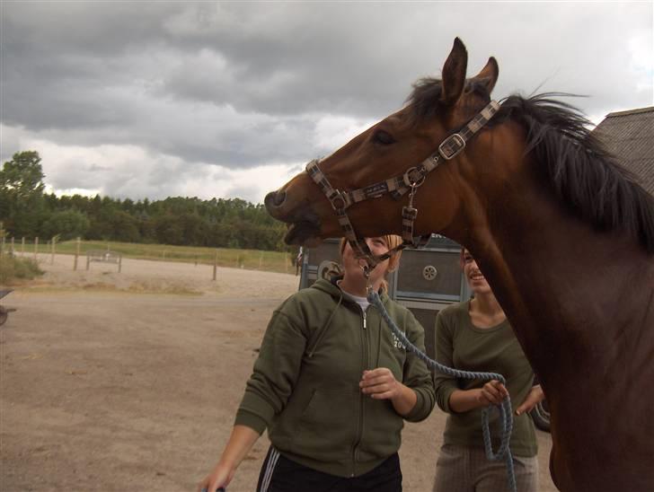 Dansk Varmblod enghaves madame chelsea - det er så sjovt at blive vasket i hovedet billede 4