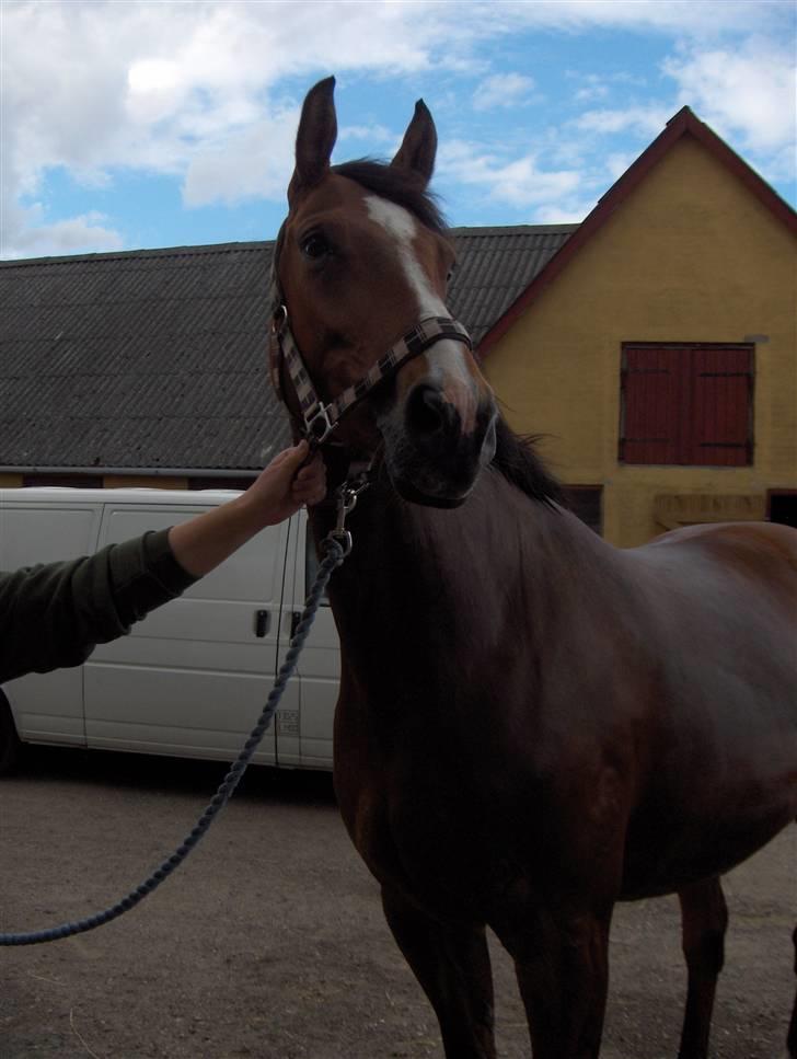 Dansk Varmblod enghaves madame chelsea - hvor er de andre mon henne billede 5