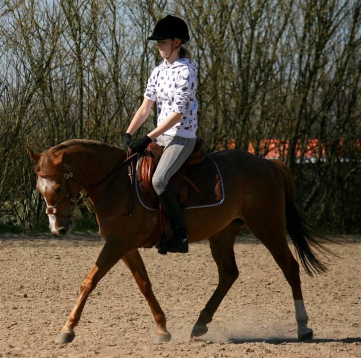 Anden særlig race SWEET CHERRY {b-pony} - Dressur 3/4-09 billede 3