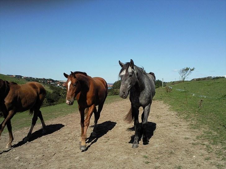Anden særlig race Stald Magnas Momo Zon - Momo Zon og Quatermain billede 1