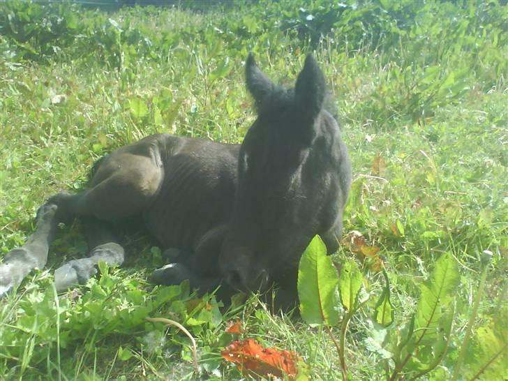 Anden særlig race Stald Magnas Momo Zon - Lille momo zon billede 2