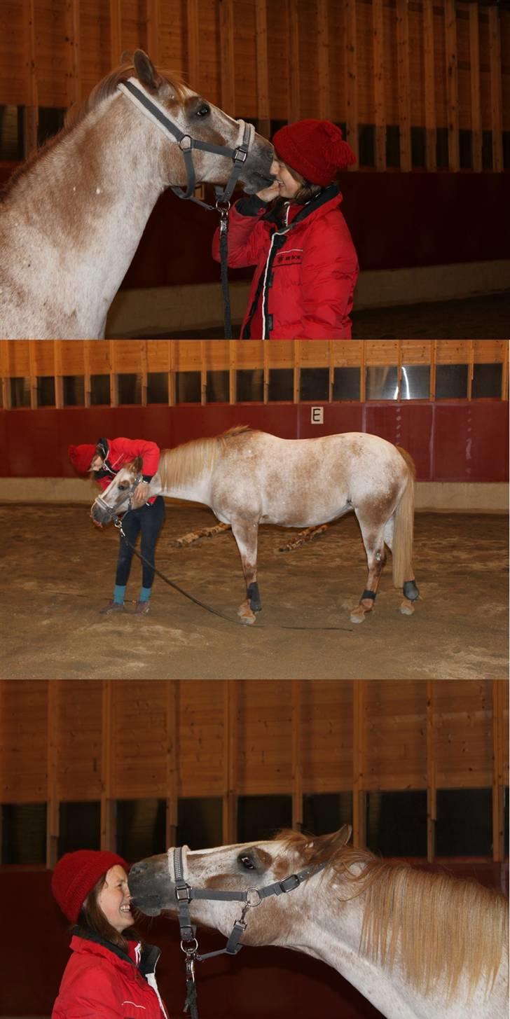 Knabstrupper Hilde Ætsted - 11: ELSKER DEG HILDE <3 fra HMS-trening i høst ^^, billede 11