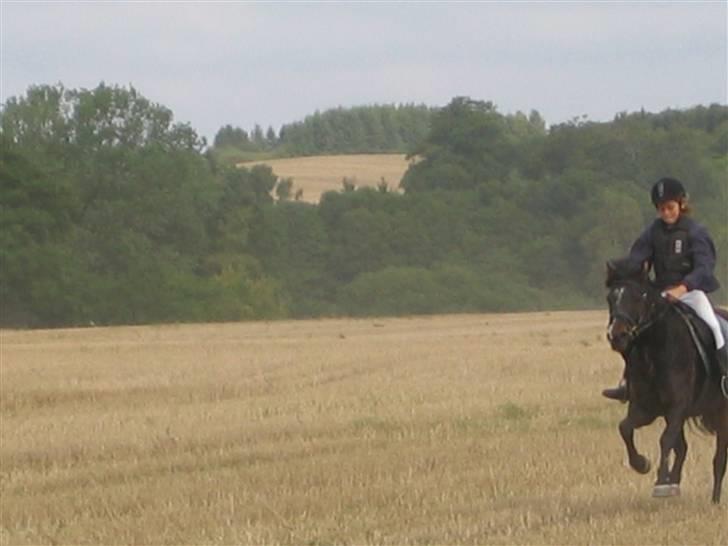 New Forest Bølle [R.I.P] - opløbet til vores første jagt billede 2