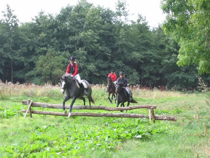 New Forest Bølle [R.I.P] - Louise og Charlie springer først og mig og bølle bagefter billede 3