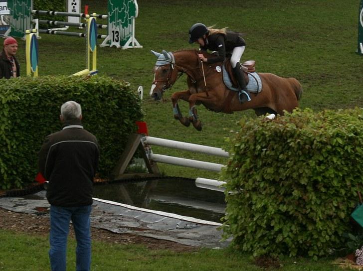 Anden særlig race Sweet Cherry [B-Pony] Aflivet - Aabenraa derby finale 5.plads . billede 7