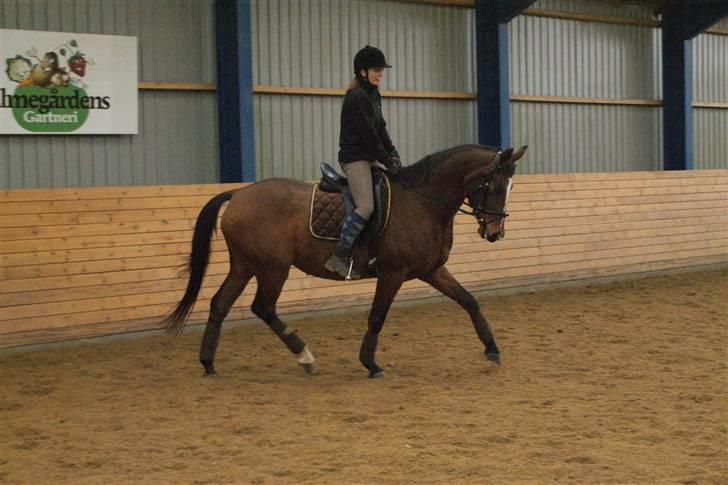 Dansk Varmblod Stald Mejnert´s Martinez  billede 14