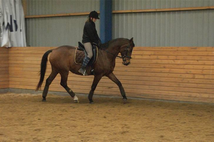 Dansk Varmblod Stald Mejnert´s Martinez  billede 15