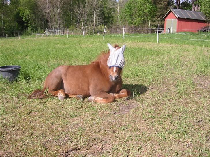 Nordlands Miramis <3 Hvil i fred - Miramis slapper av på sommerbeitet<3 billede 2