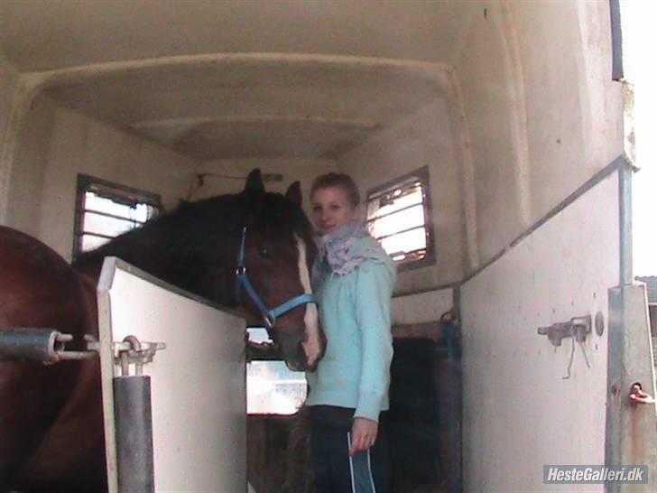 New Forest Kjølens Fraceska - Hey og velkommen til Franceska!  billede 1