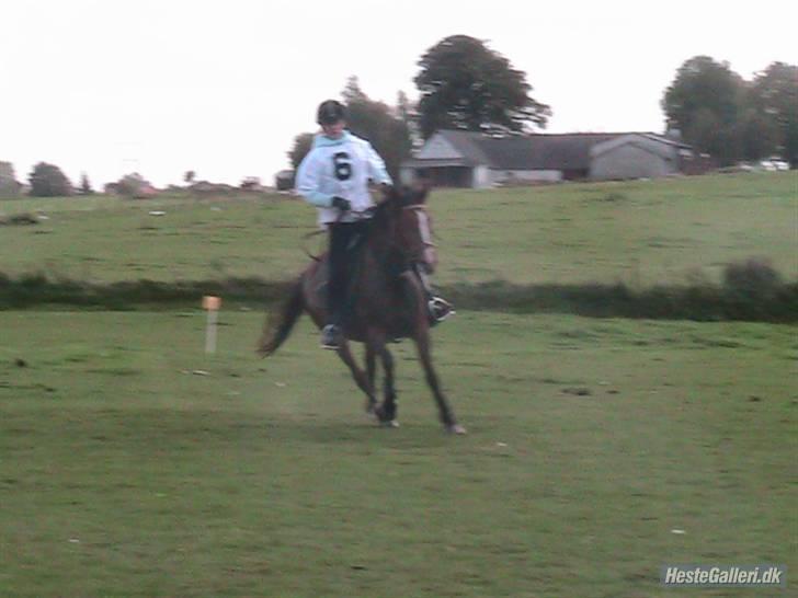 New Forest Kjølens Fraceska - I et sving ti falken billede 2