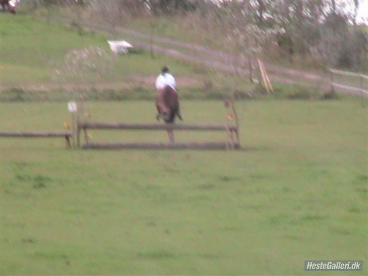 New Forest Kjølens Fraceska - over det første spring til Falken :) billede 3