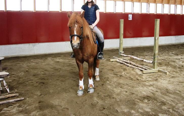 Nordlands Miramis <3 Hvil i fred - Oss etter første sprangtrening, hihi, vi hoppet 30 cm, og han var såå snill en gutt<3 billede 3