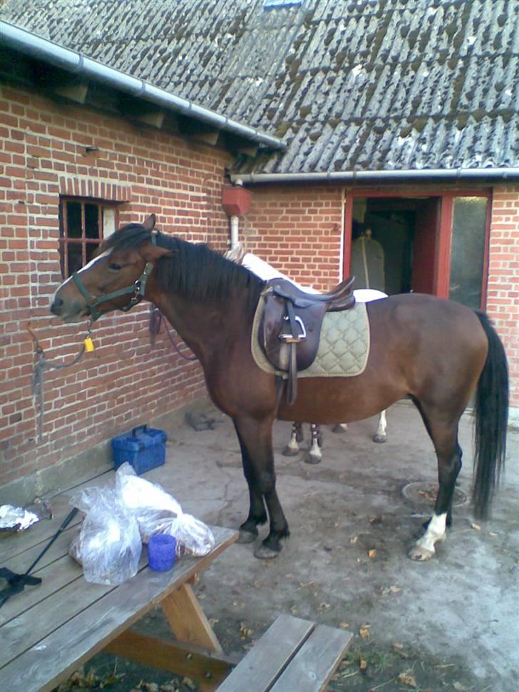 New Forest Kjølens Fraceska - Efter dressur<3 billede 4