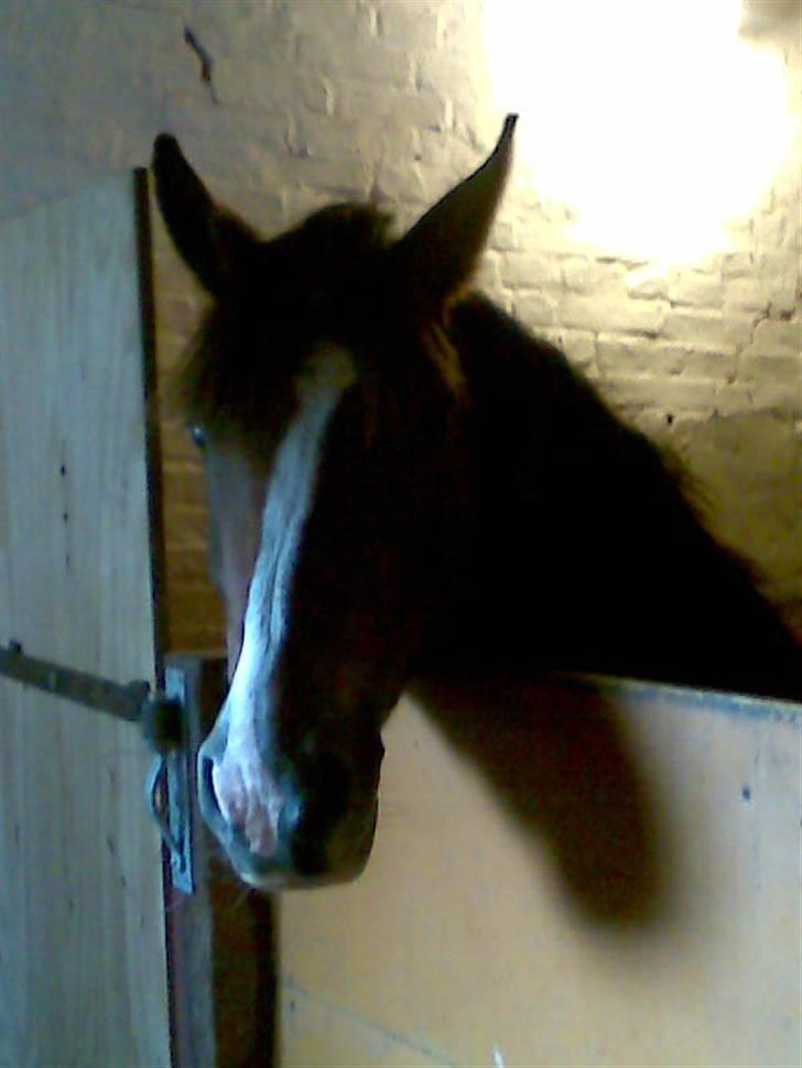 New Forest Kjølens Fraceska billede 5