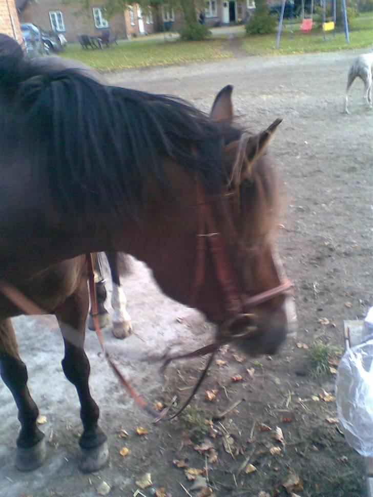 New Forest Kjølens Fraceska billede 6