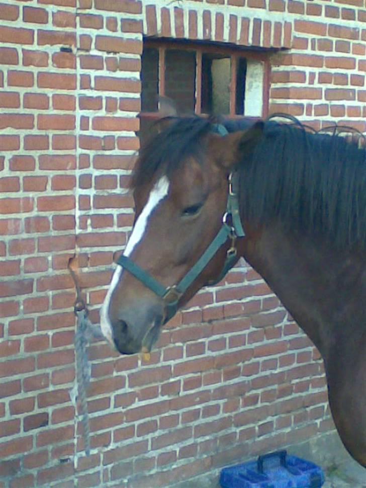 New Forest Kjølens Fraceska billede 7