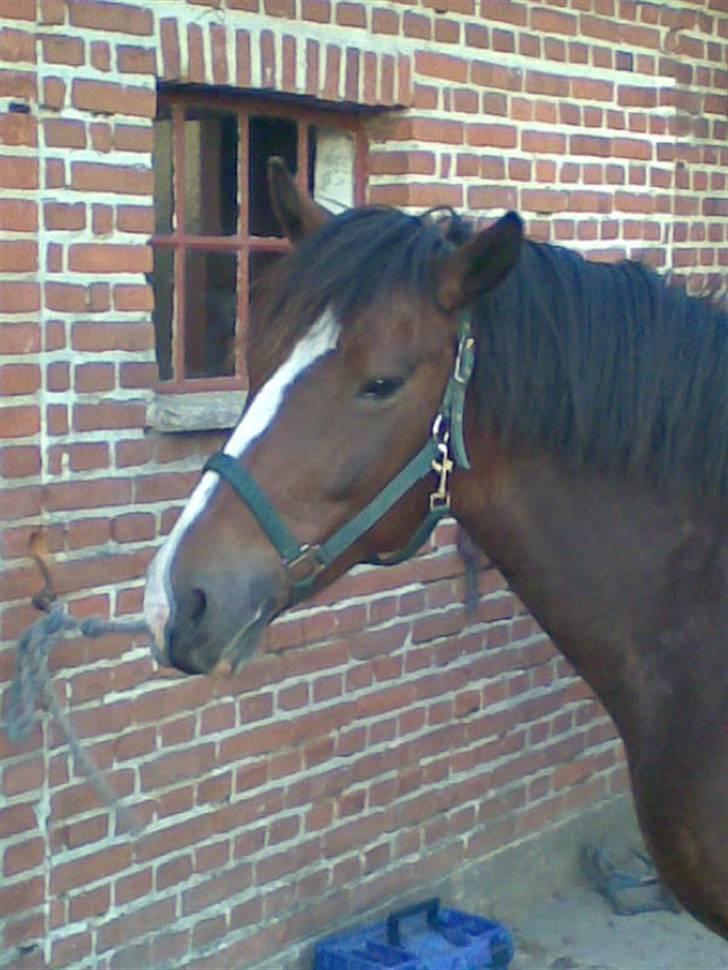 New Forest Kjølens Fraceska billede 8