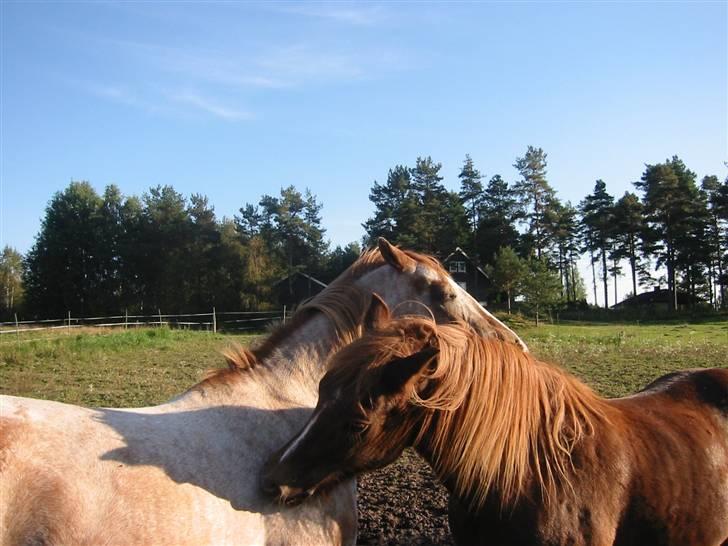 Nordlands Miramis <3 Hvil i fred - Gunnar og Hilde koser i padocken<3 billede 7