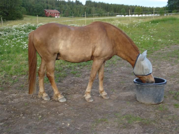 Nordlands Miramis <3 Hvil i fred - Gunnar er tørst etter trening i sommer :) billede 9