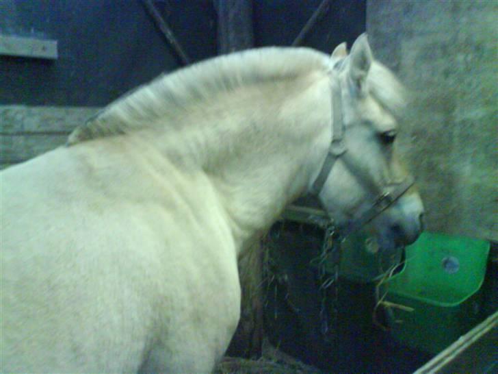 Fjordhest bakkefaldets trille billede 1