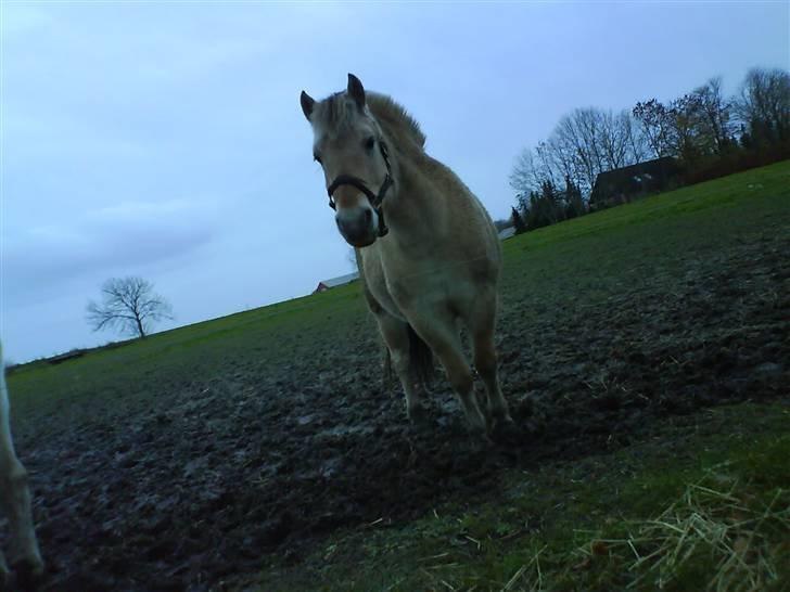 Fjordhest bakkefaldets trille billede 2