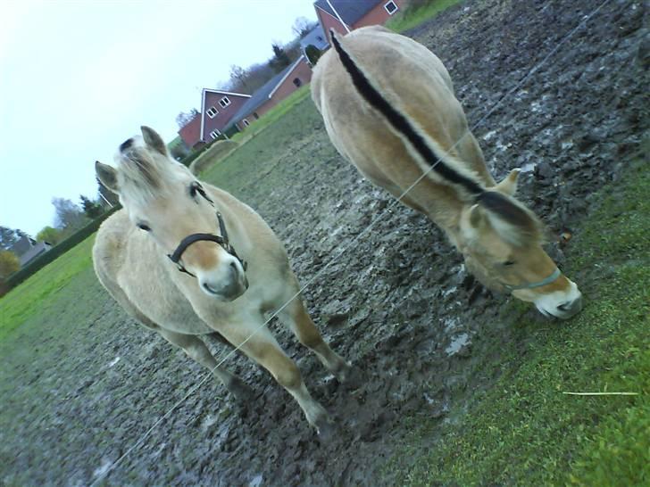 Fjordhest bakkefaldets trille billede 3