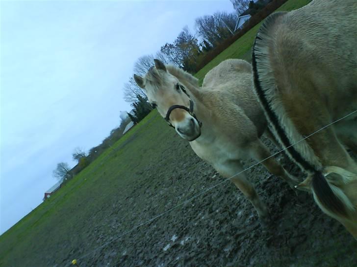 Fjordhest bakkefaldets trille billede 4
