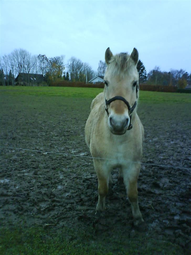 Fjordhest bakkefaldets trille billede 5