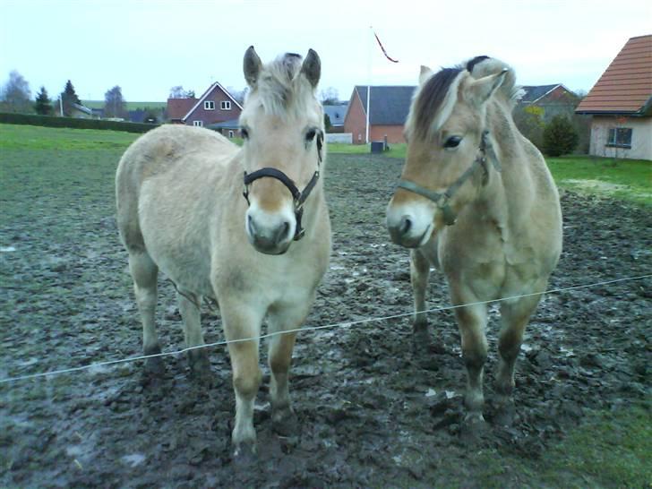 Fjordhest bakkefaldets trille billede 6