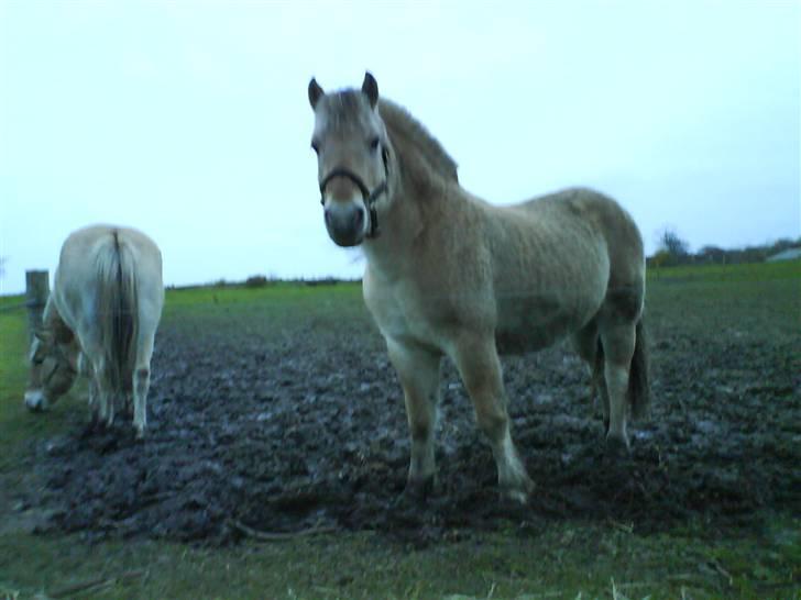 Fjordhest bakkefaldets trille billede 7