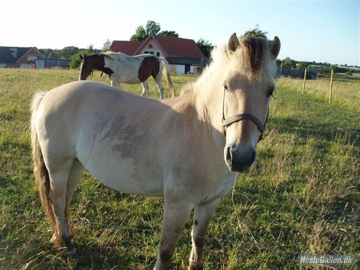 Fjordhest bakkefaldets trille billede 8
