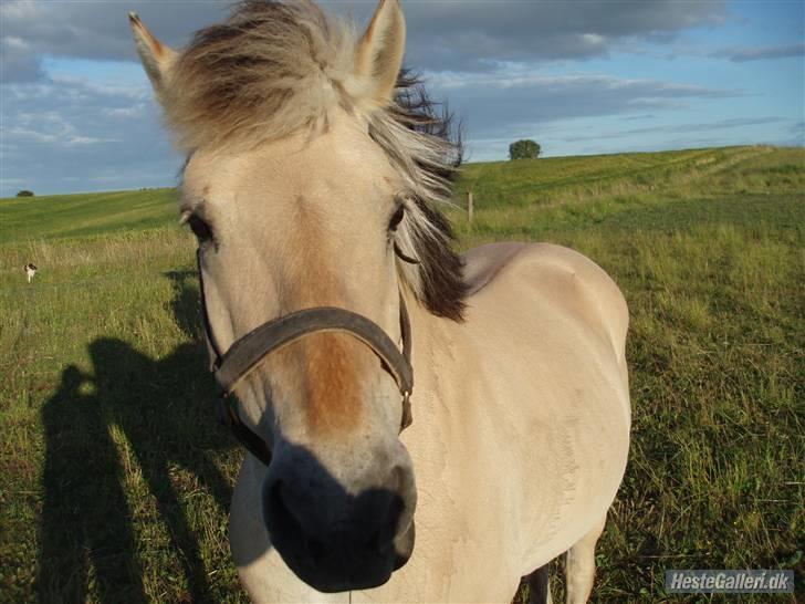 Fjordhest bakkefaldets trille billede 9